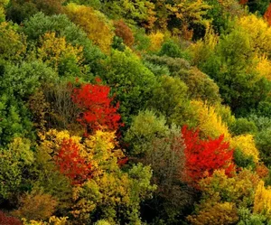 پارک جنگلی اکالیپتوس
