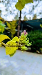 فروشگاه خمسه