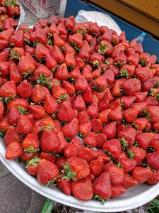 سلطان توت فرنگی 🍓و انار🍒