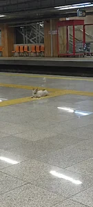 ایستگاه مترو سهند