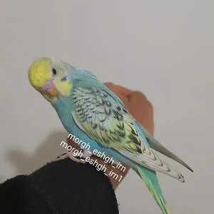 سالن مرغ عشق
