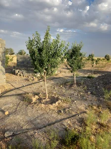 باغ بادام.اسعدي