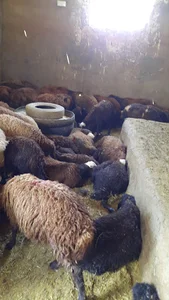 دامداری کهن ترابی