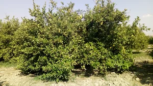 جهاد کشاورزی شهرستان جهرم