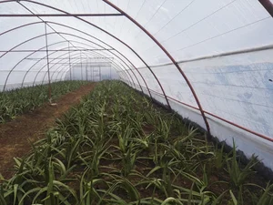 گلخانه آلوئه ورا ذبیحی