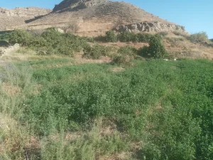 دفتر پیشخوان خدمات دولت صباغی