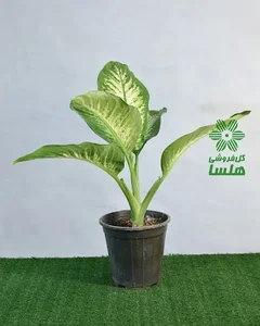 گل و گیاه هلسا 3