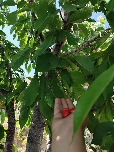 باغ بهشت سلیمی