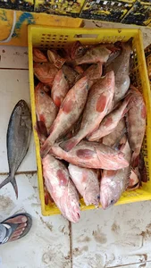 علی چندی گروپ
