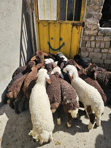 دام دولت