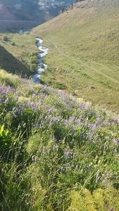 سولَمیش