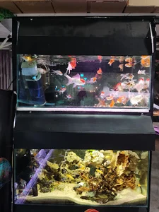 Amazon aquarium