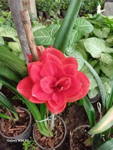 گل و گیاه نیری 5