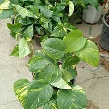 ارزانسرای گلها