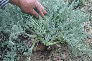 دارو گیاهی محله