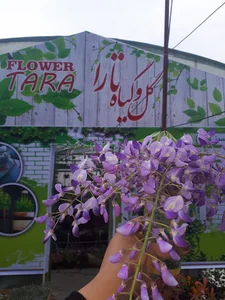 گل و گیاه جلیلی