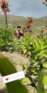 چاه شنی