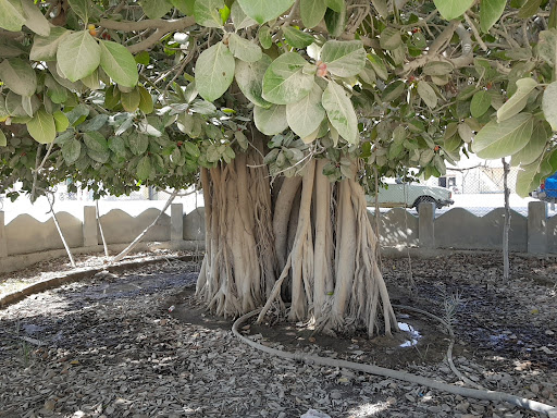 درخت انجیر معابد قشم