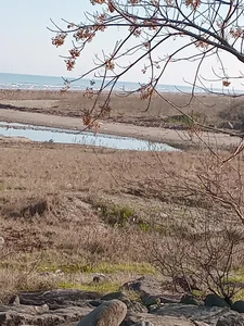 ساحل نوده
