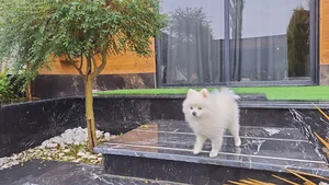 باغچه برگ سبز