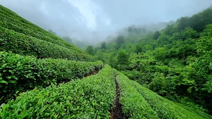 کارگاه چای سازی تخصصی لُ