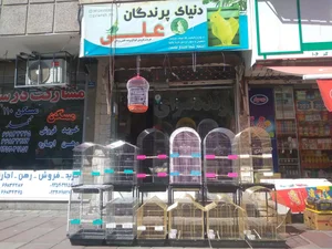 دنیای پرندگان علی 3