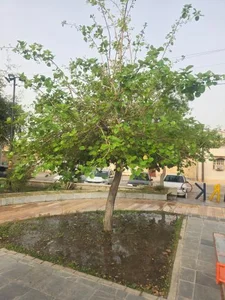 بوستان باهنر 4