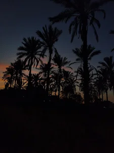 بساتين الكوفه