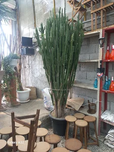 باغ الماسی