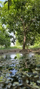 موسسه کشاورزی میرزائیان