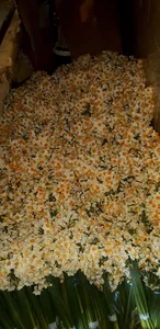 گل کاغذی 5