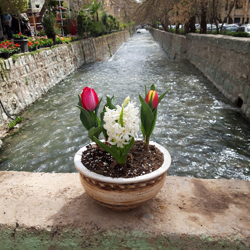 گل و گیاه نادی