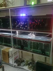 آکواریوم دلفین