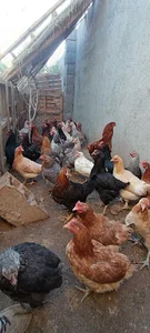 سورنا کاشی