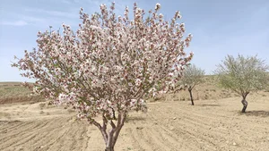 باغ علی محتشم