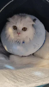 Dornika pet hospital