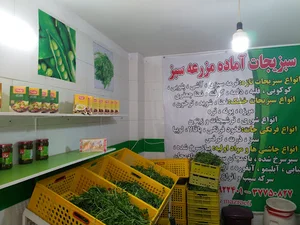 سبزیجات آماده مزرعه سبز