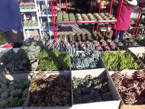 باغ گل فدک 2