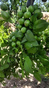 باغ گوجه سبز مبارکی