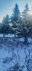 بوستان میخک