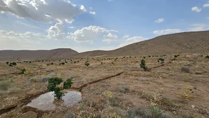 Omid Fig Garden