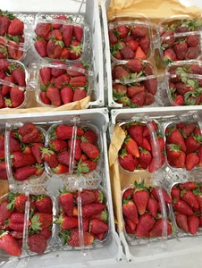 Amir Fruit میوه فروشی
