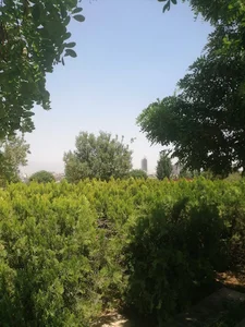 گاوداری روشنی