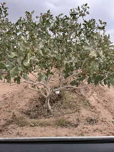 شهرداری