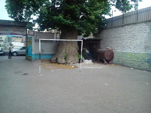 چنار کهن سال ساری