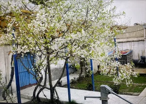 Eng Farooq Ahmadi residency