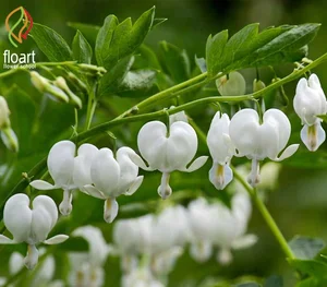 30 نوع از انواع گل های سفید | آموزشگاه گل آرایی فلوآرت