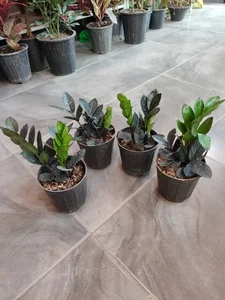 گلکده رز 4