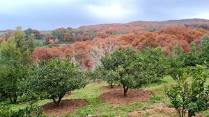 دهکده آرامش