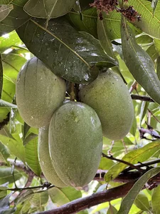 Chaudhry Mazhar Gujjar's Mango Orchard